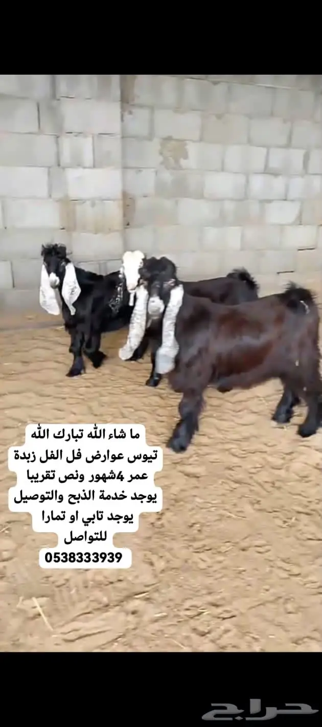 قسطها على تابي او تمارا خرفان حري تيوس عوارض نعيمي بلدي 4