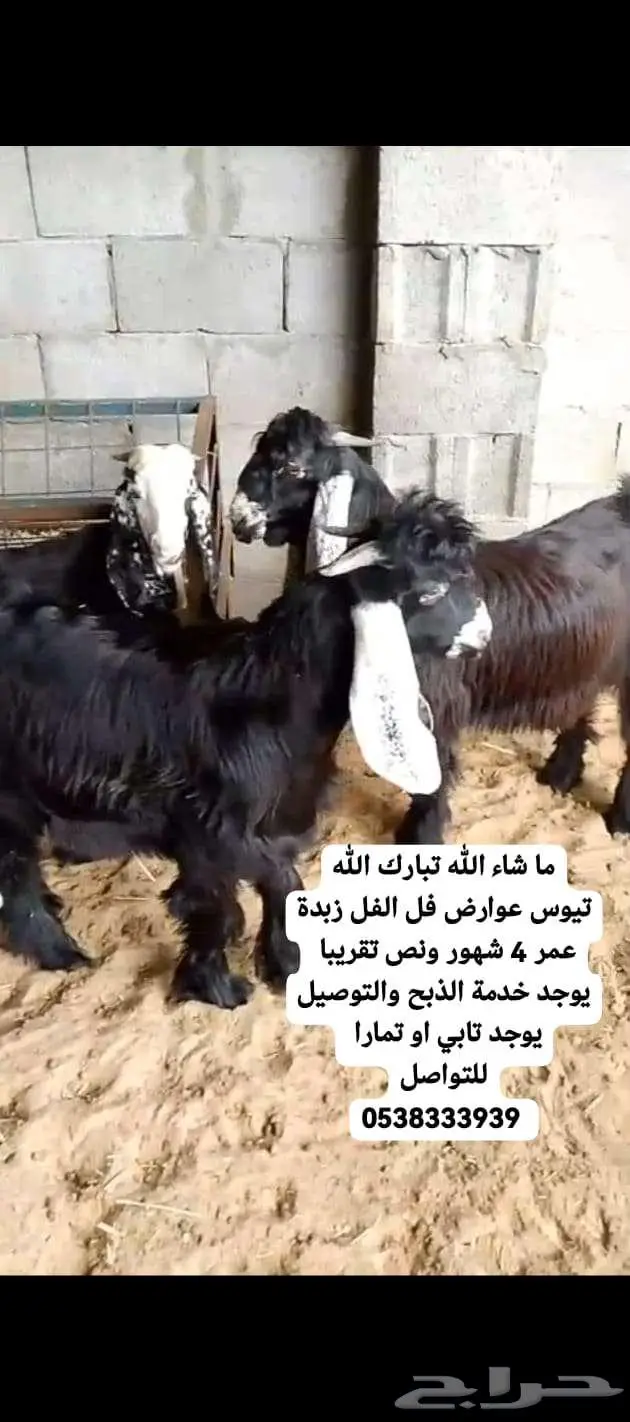 قسطها على تابي او تمارا خرفان حري تيوس عوارض نعيمي بلدي 5