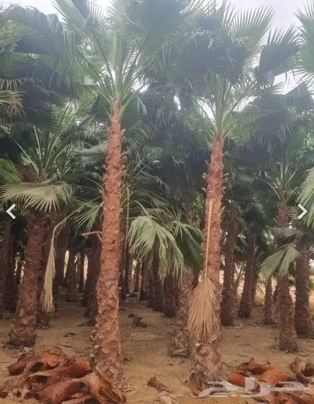 نخل واشنطني واشنطونيا أشجار زينه نخل واشنطن 3