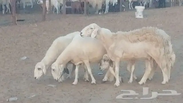 غنم حرية للبيع حدها سمح من 800 0