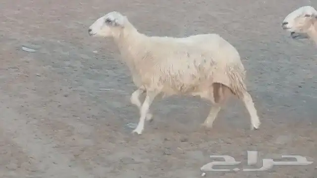 غنم حرية للبيع حدها سمح من 800 3