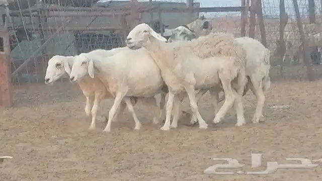 غنم حرية للبيع حدها سمح من 800 1