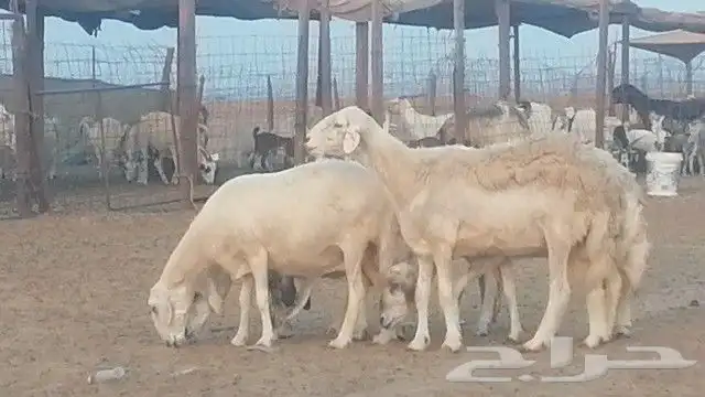 غنم حرية للبيع حدها سمح من 800 2