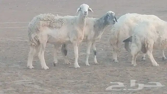 غنم حرية للبيع حدها سمح من 800 5