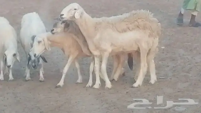 غنم حرية للبيع حدها سمح من 800 4