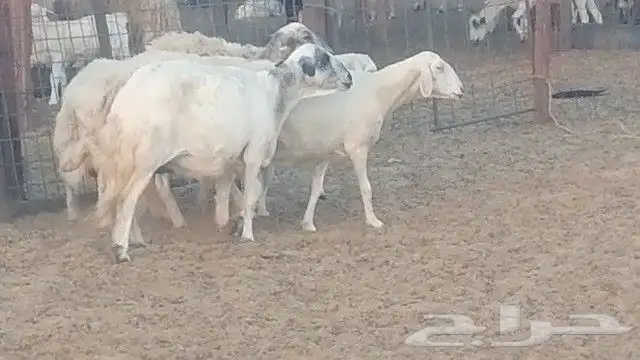 غنم حرية للبيع حدها سمح من 800 6