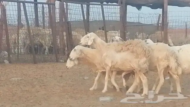 غنم حرية للبيع حدها سمح من 800 7