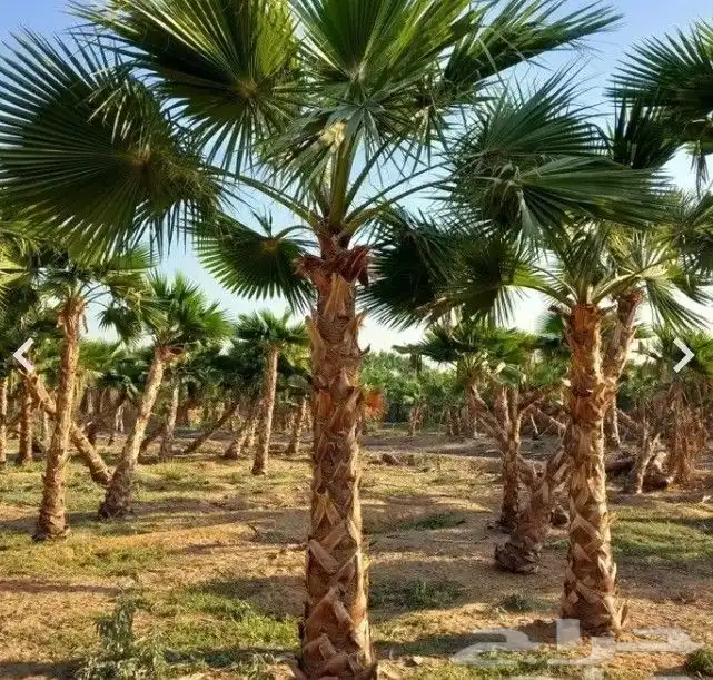 نخل واشنطني واشنطونيا أشجار زينه نخل واشنطن 2
