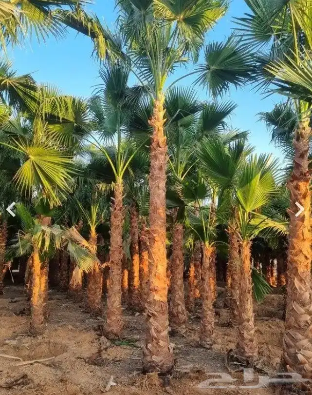 نخل واشنطني واشنطونيا أشجار زينه نخل واشنطن 4