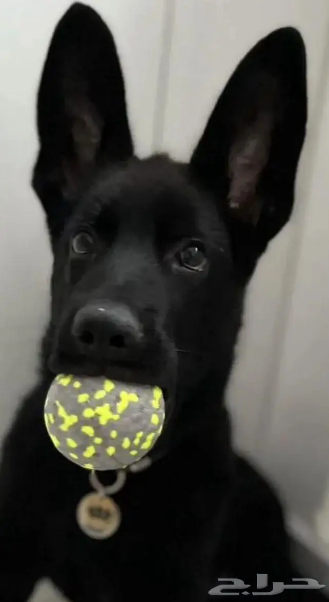 جيرمان شيبرد بنات من روسيا 3