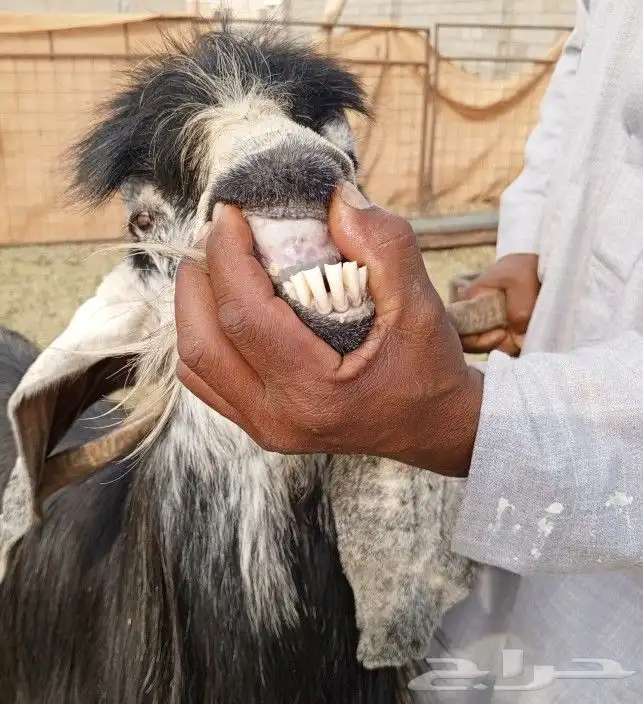 تيس فحل عارضي 1