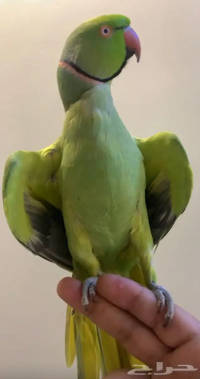 للبيع ببغاء دره ذكر متكلم على اليد 2