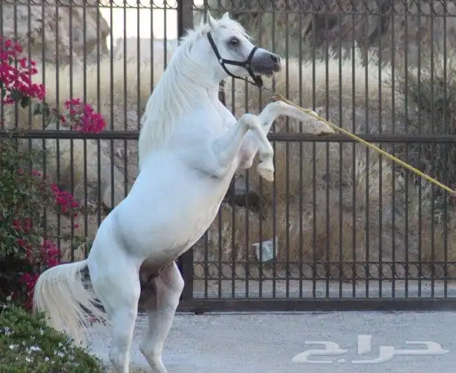 حصان -واهو- مصري بيور . 0