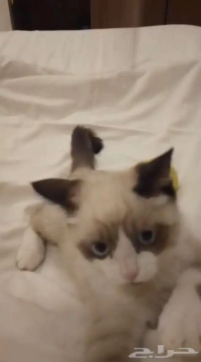 قطه لتبني حي الريان 3