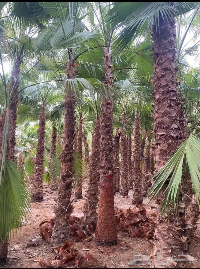 للبيع وتوريد جميع انواع النخيل العربي وزيتون 2