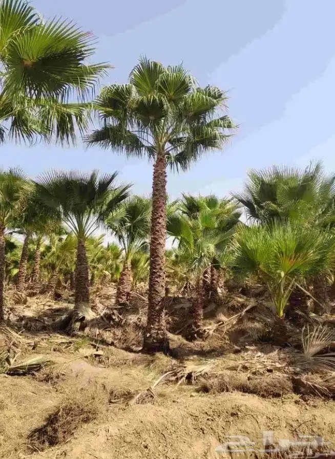 نخل واشنطني واشنطونيا أشجار زينه نخل واشنطن 0