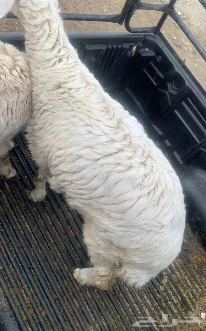 طلي جذع نضيف وسمين 2