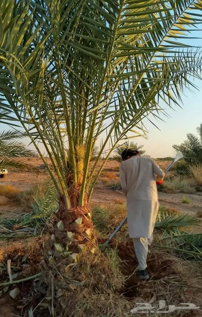 نخل مثمر صقعي اخلاص خضري سكري برحي نخل زينه 4
