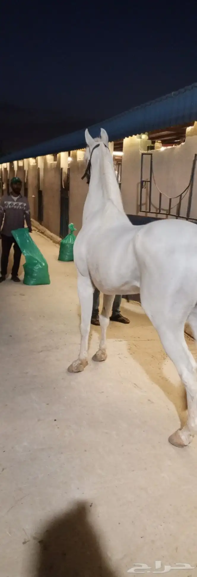 حصان -واهو- مصري بيور . 3