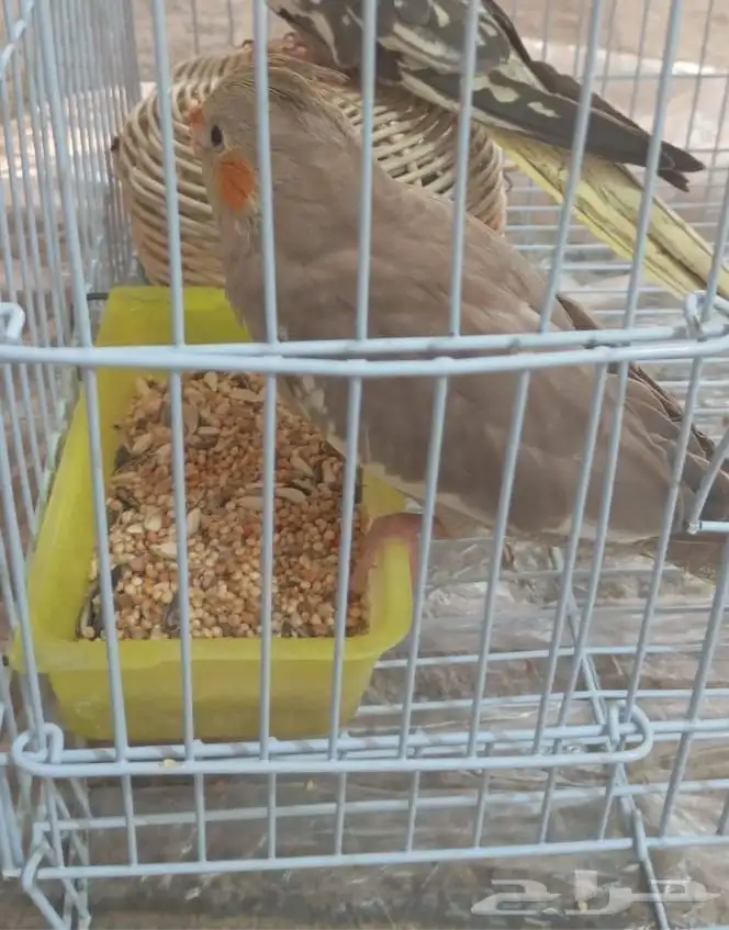 كروان لي مفقود 0