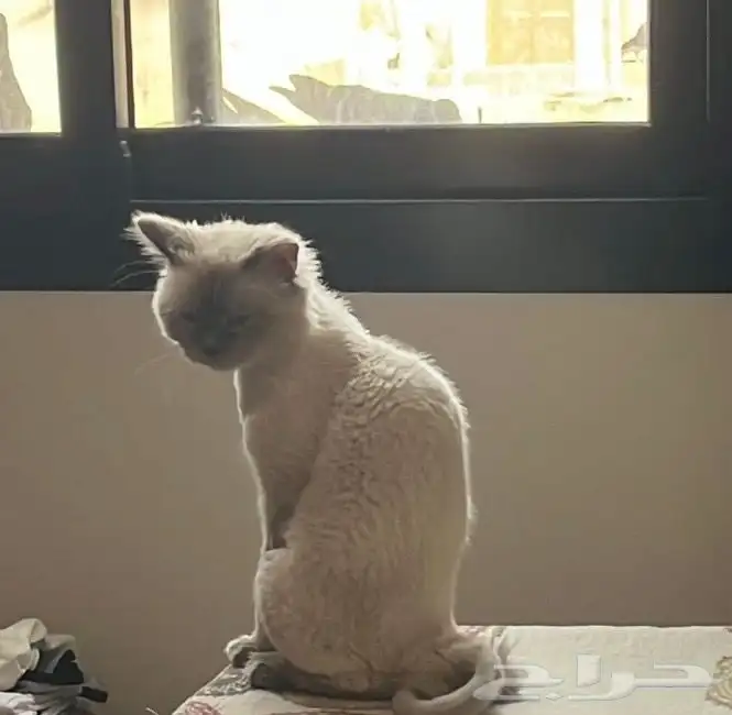 قط للتبني سليم ذكر 0