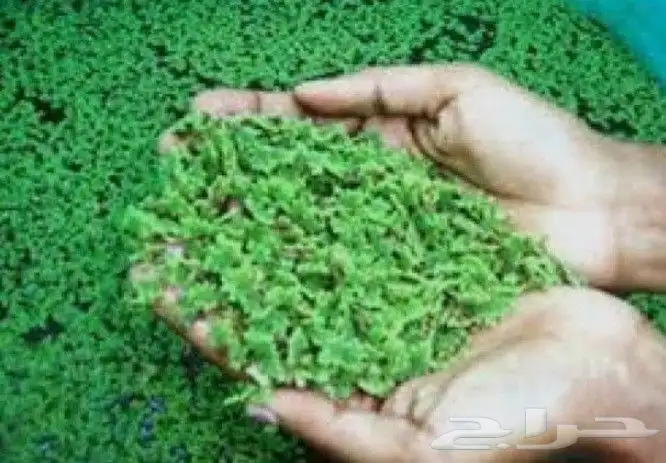 ازولا أعلاف دواجن ومواشي 1