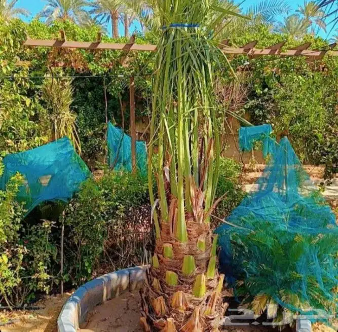 نخل مثمر نخيل نقايل جثايث اخلاص سكري برحي صقعي واشنطني مجدول 6