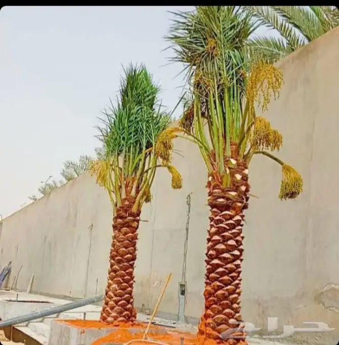 نخل مثمر نخيل نقايل جثايث اخلاص سكري برحي صقعي واشنطني مجدول 0