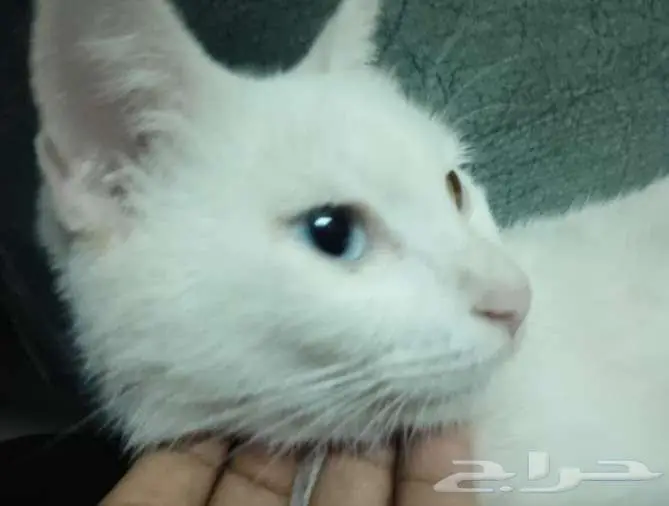 قطه لتبني حي الريان 2