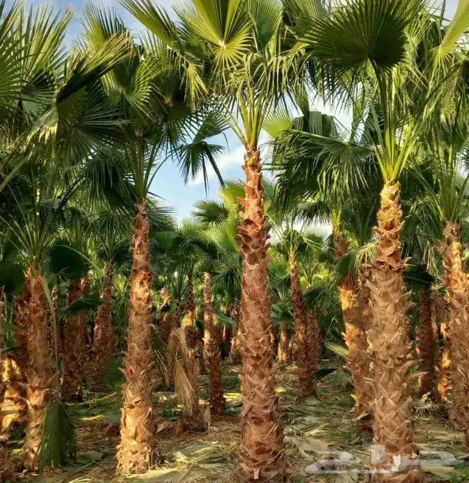 نخل واشنطنيا زينه 1