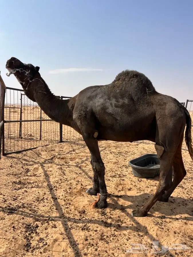 تم اللبيع الله يبارك الشاري 0