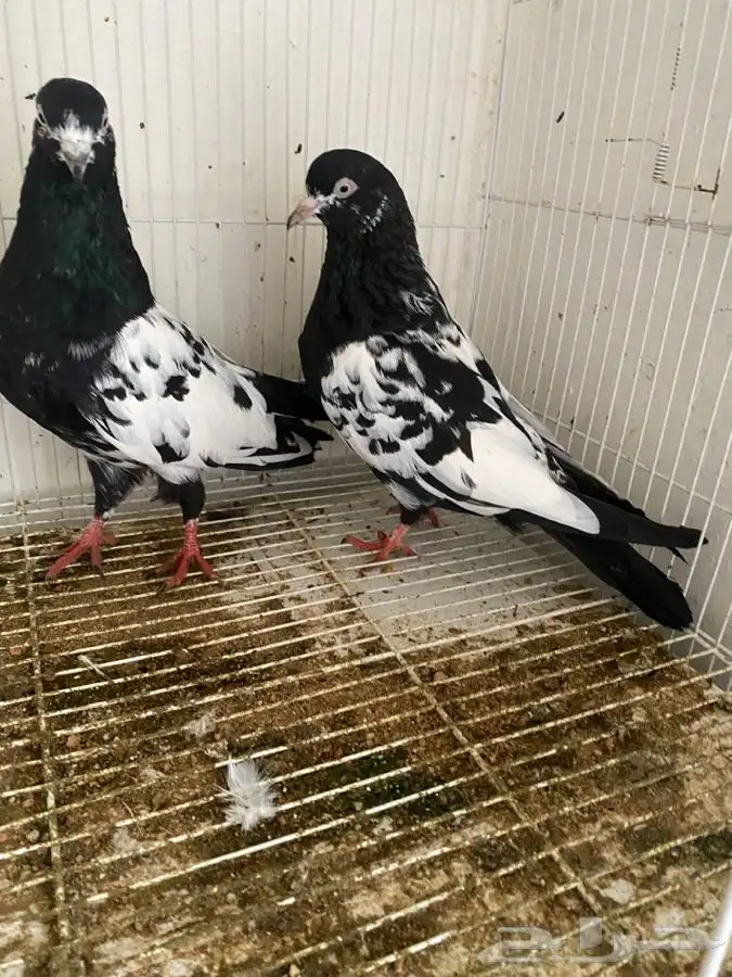 حمام قطايف وحمام رام 9