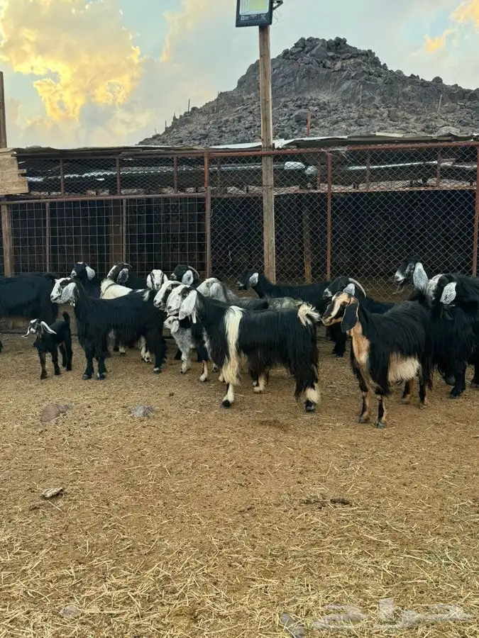 معزا مراح واحد بنات بعض 7