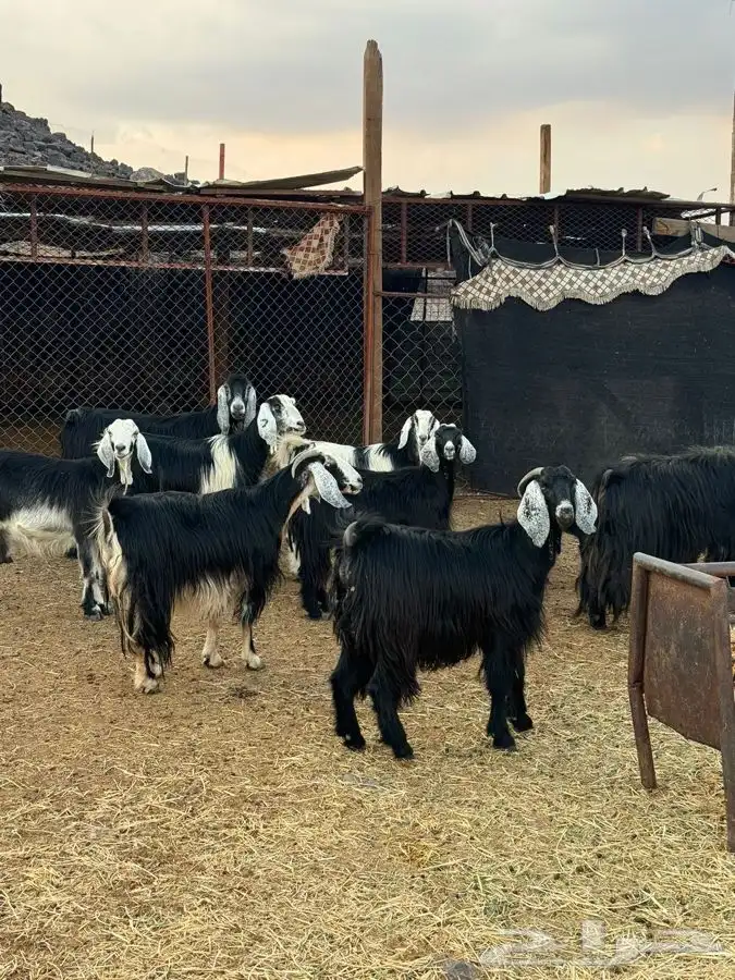 معزا مراح واحد بنات بعض 5