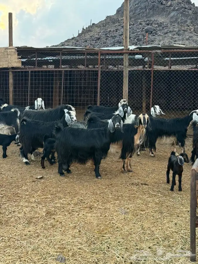 معزا مراح واحد بنات بعض 6