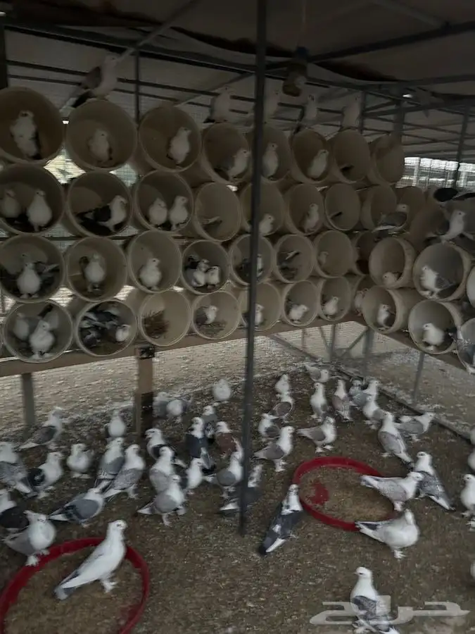 حمام حب الرمان 1