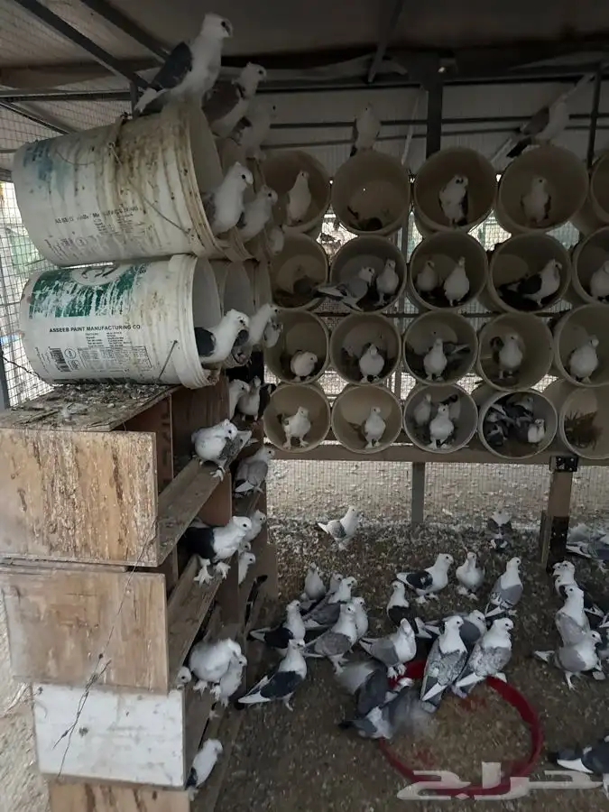 حمام حب الرمان 0