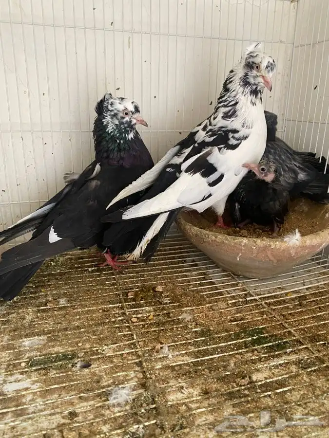 حمام قطايف وحمام رام 1