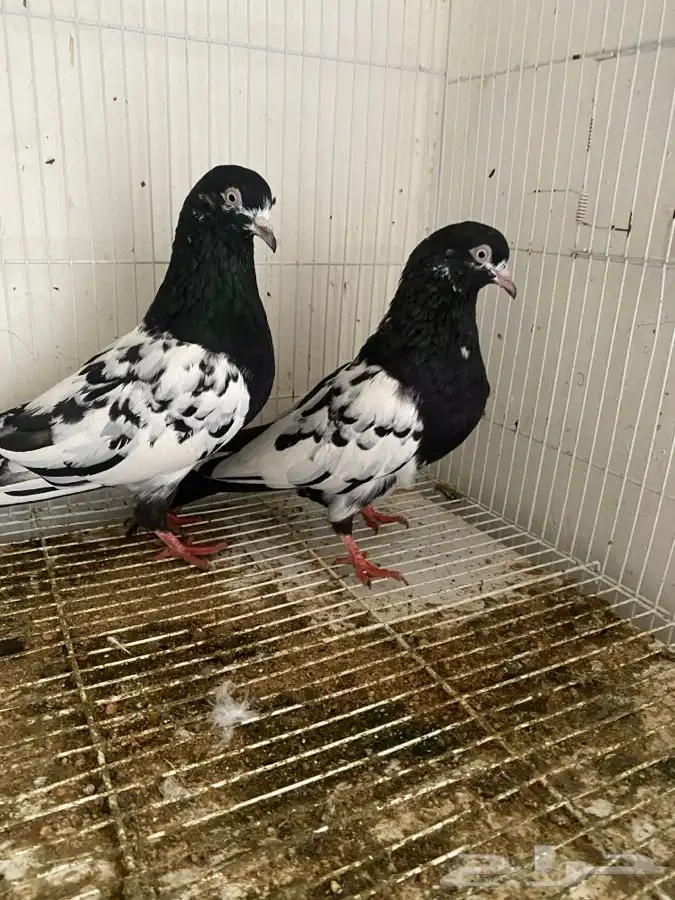 حمام قطايف وحمام رام 8