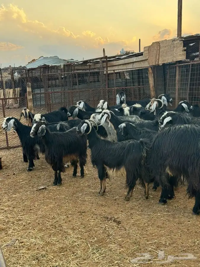 معزا مراح واحد بنات بعض 4