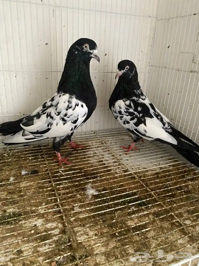 حمام قطايف وحمام رام 11