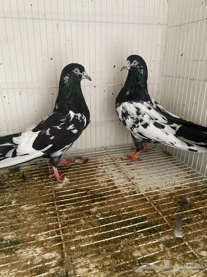 حمام قطايف وحمام رام 13