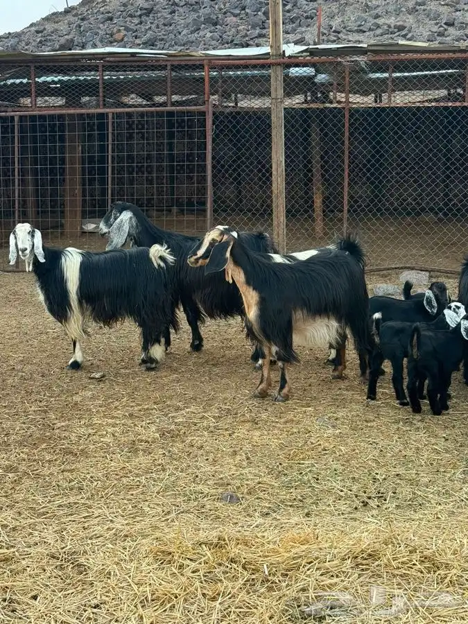 معزا مراح واحد بنات بعض 1