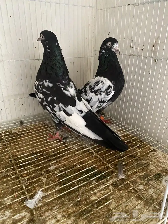 حمام قطايف وحمام رام 14