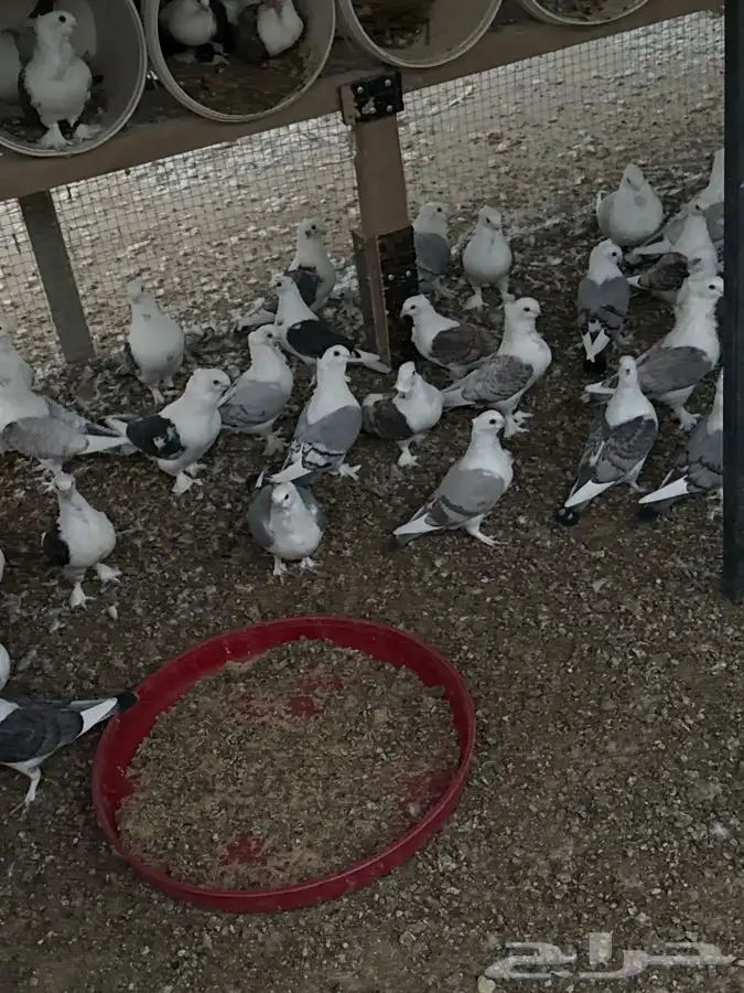 حمام حب الرمان 2