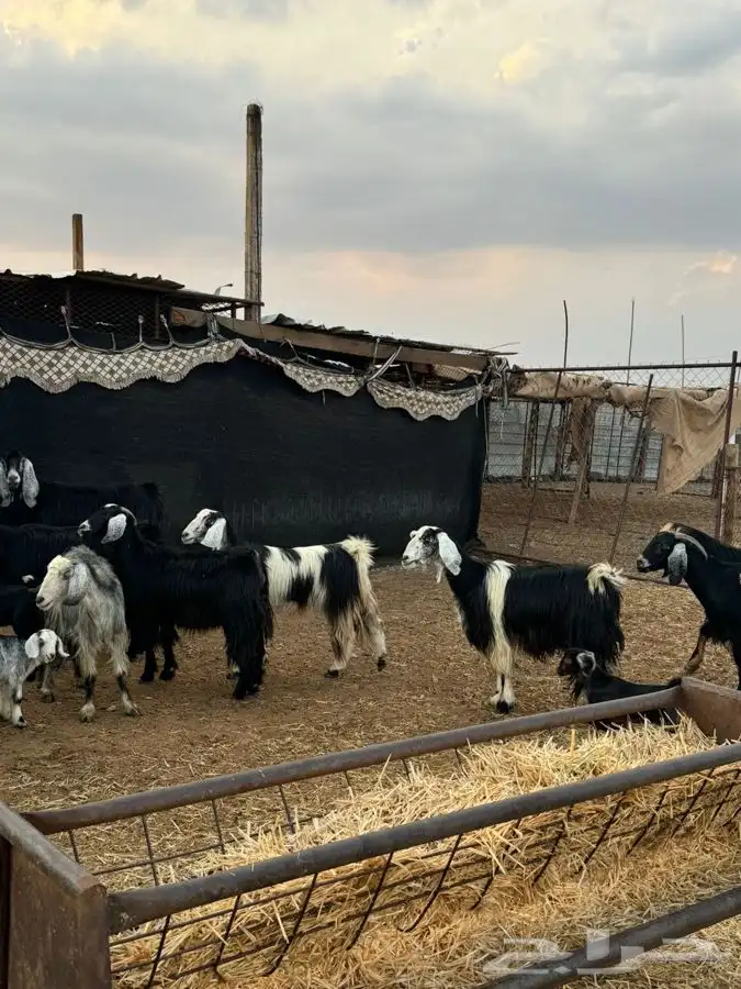 معزا مراح واحد بنات بعض 8