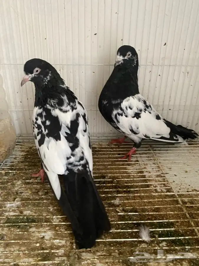 حمام قطايف وحمام رام 10