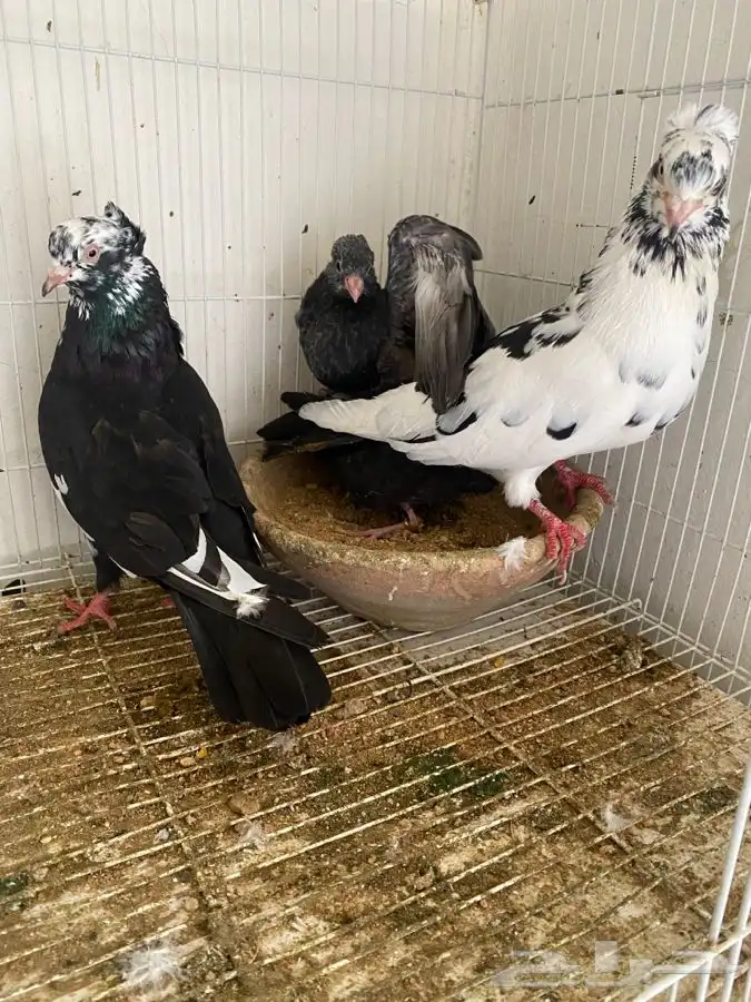 حمام قطايف وحمام رام 5