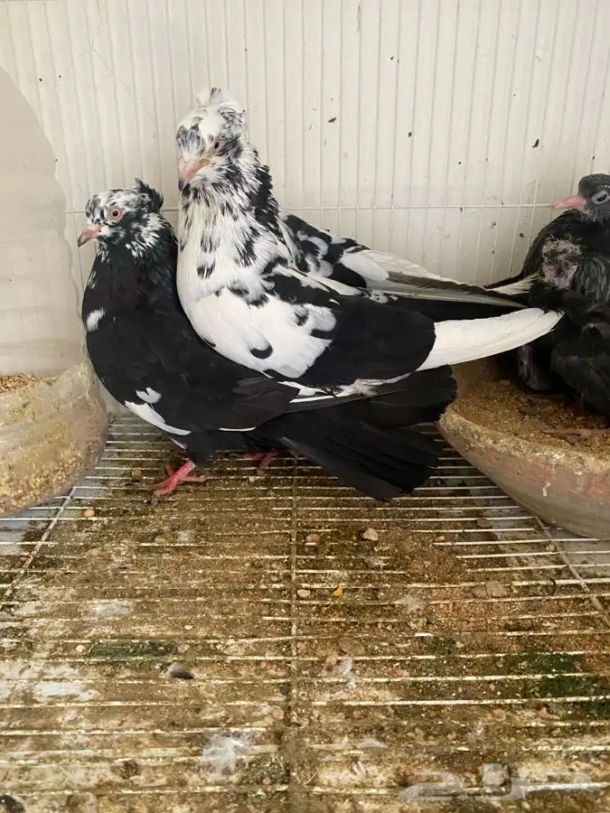 حمام قطايف وحمام رام 3