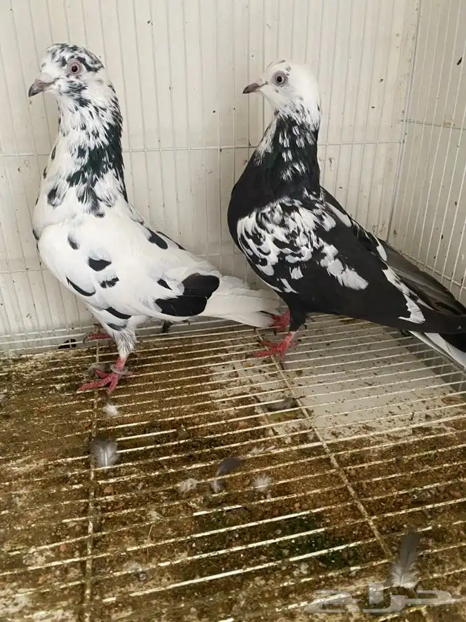 حمام قطايف وحمام رام 6